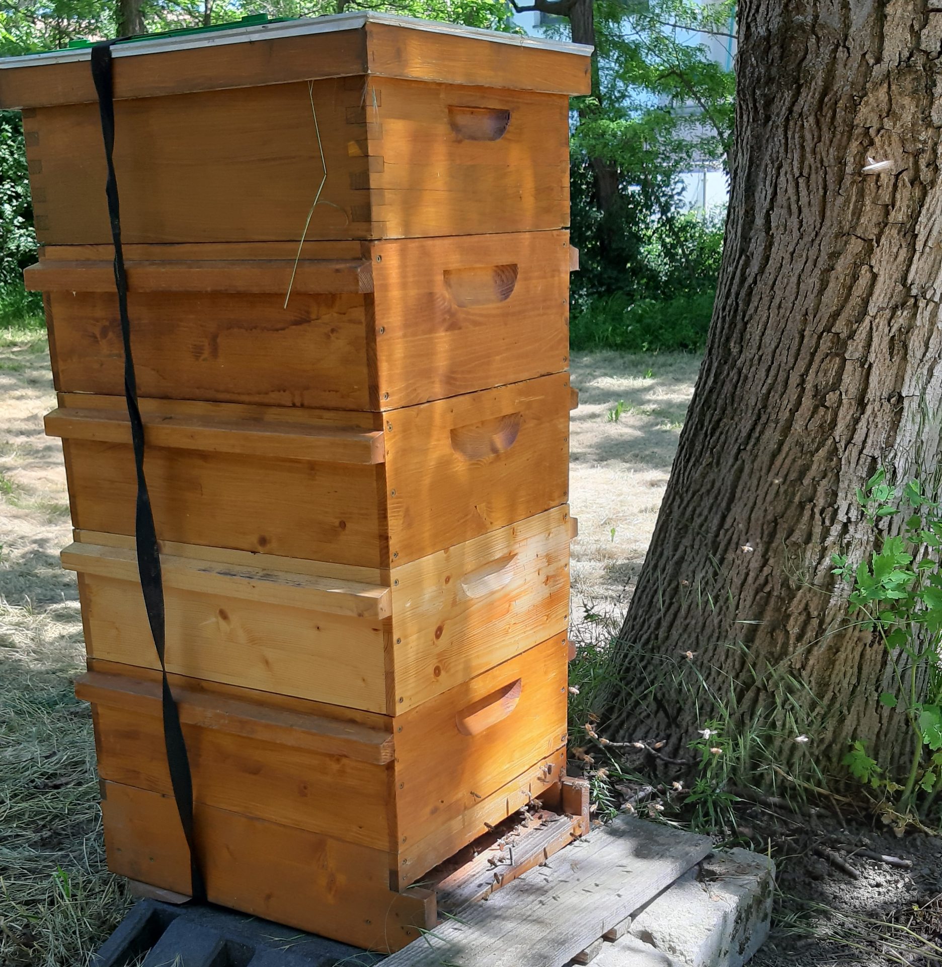 Bienenlehrpfad eröffnet