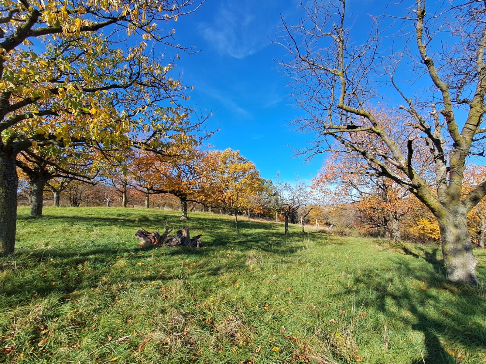 Dein Freiwilliges Umweltjahr im Landwirtschaftlichen Betrieb Naturpark Rosalia-Kogelberg