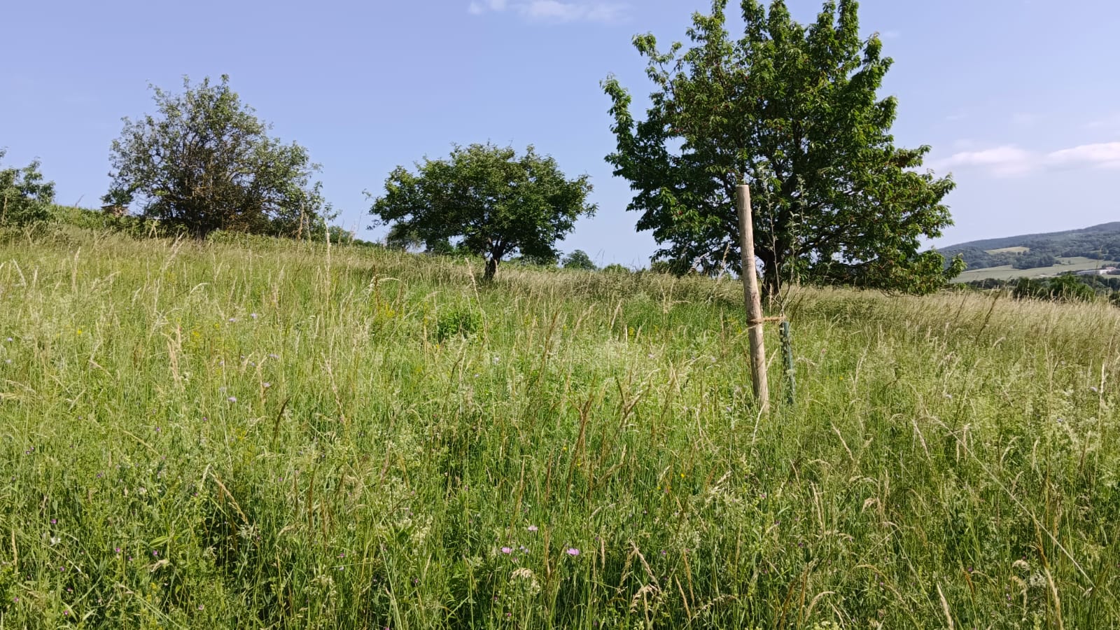 Naturschutzgebiet „Donatuskreuz in Marz“