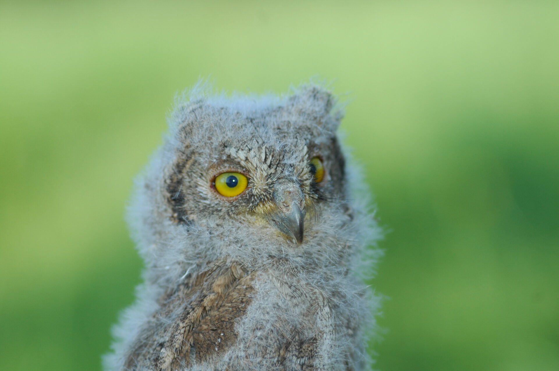 Die Zwergohreule (Otus scops) kommt zurück!