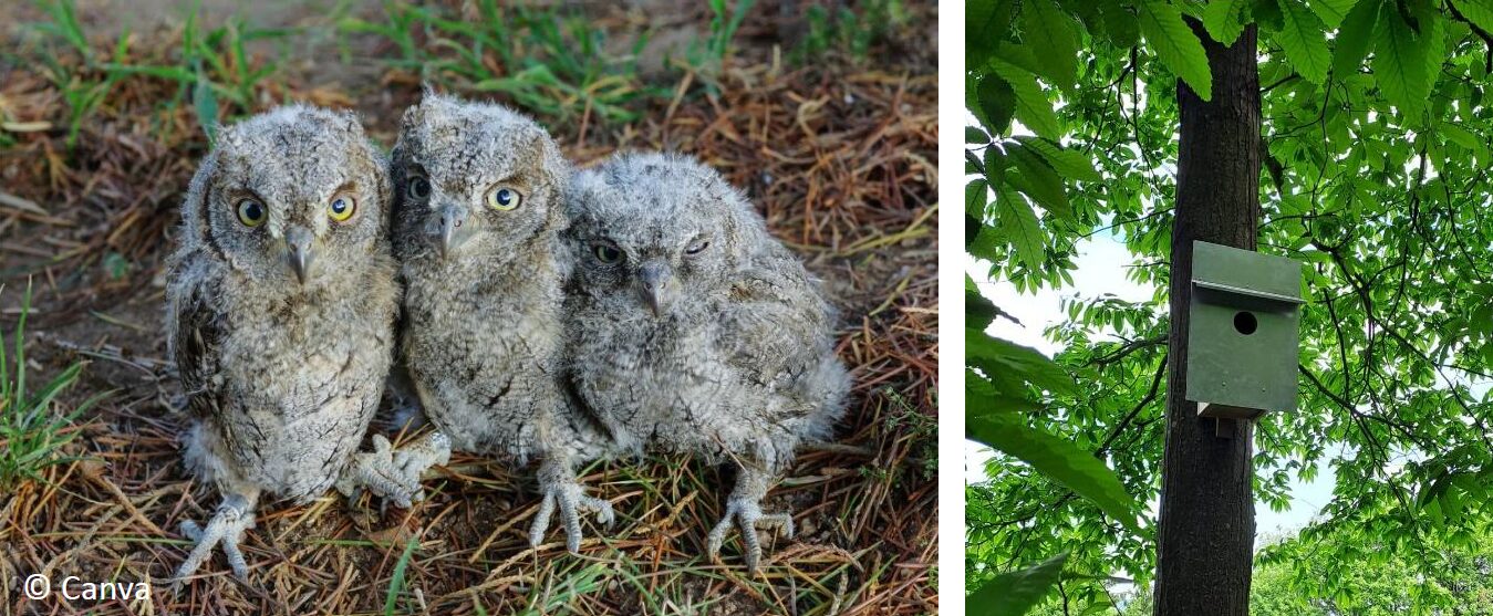 Nistkasten Workshop  I  21.11.2025