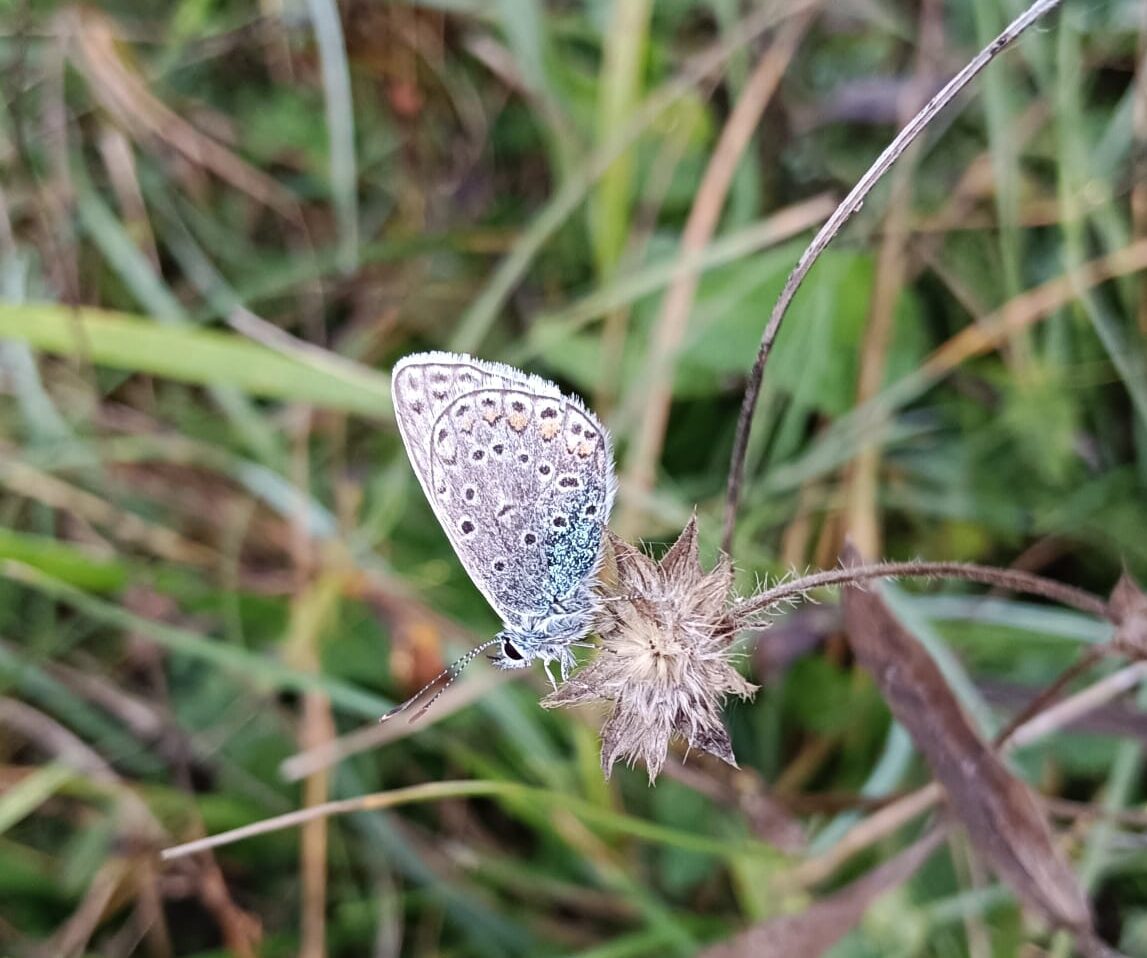 Tagfalter-Monitoring „Tagfalter entdecken & schützen“ – Fr, 08.05.2026