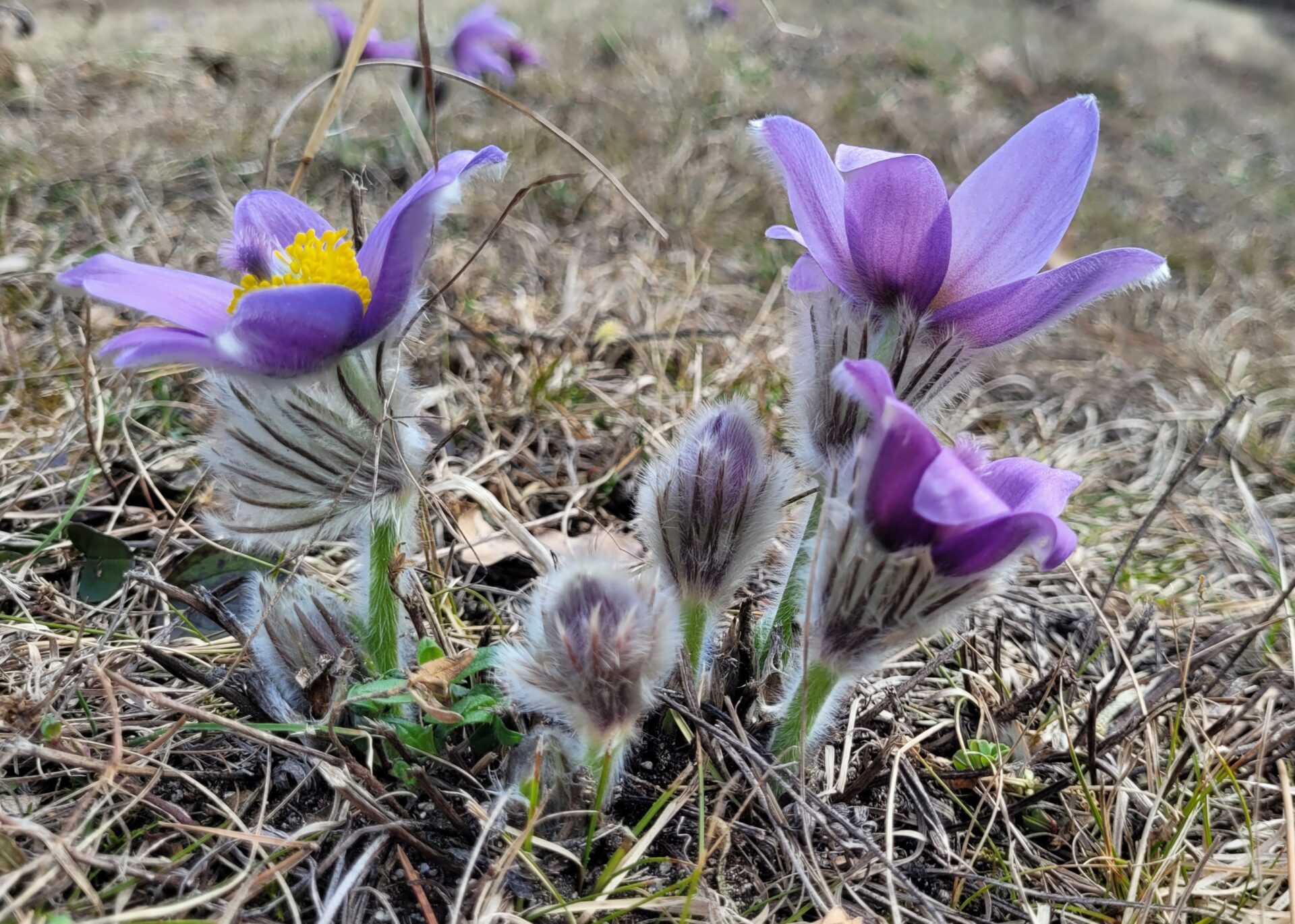 Die Kuhschelle beginnt zu blühen!