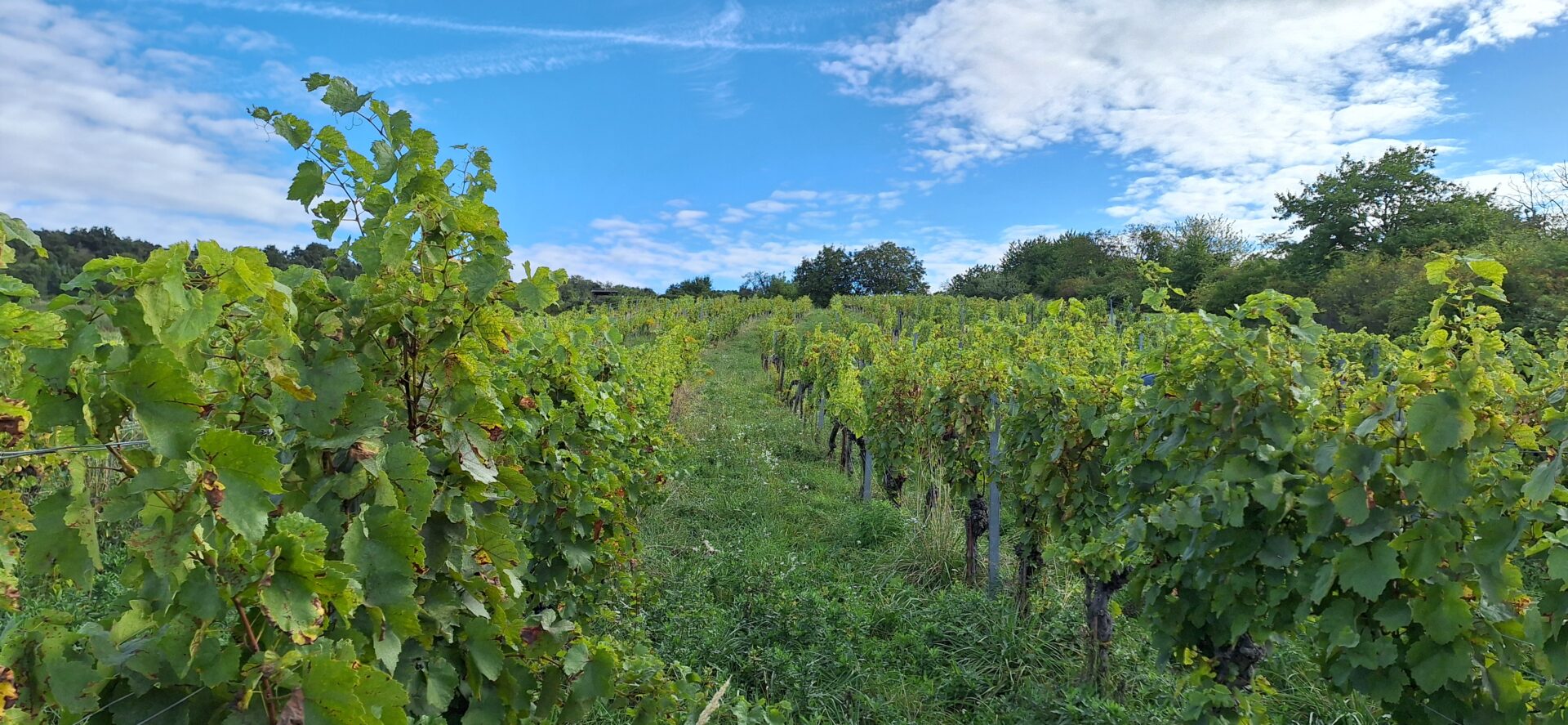 Weinlese im September 2025