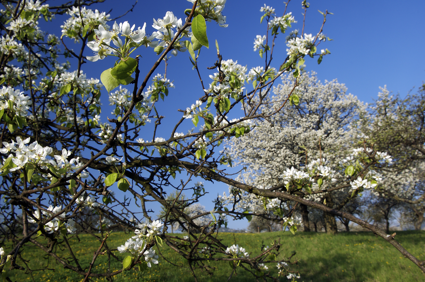 NATURERLEBNIS GENUSSTOUR STREUOBSTWIESE – Sa, 18.04.2026