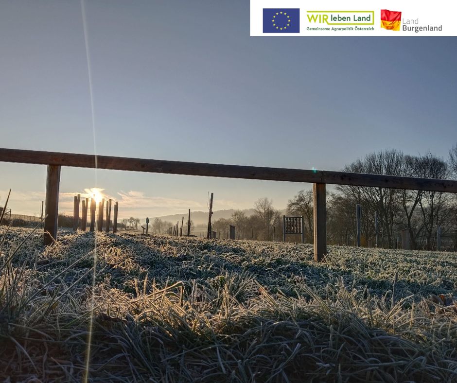 Unsere Empfehlungen für deinen Naturgarten!